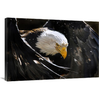 Bald Eagle Bath III-Canvas Art-36&quotx24.12"