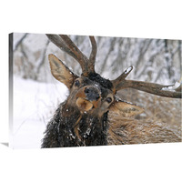 Puzzled Bull Elk-Canvas Art-36"x24.12"