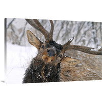 Puzzled Bull Elk-Canvas Art-40&quotx26.8"