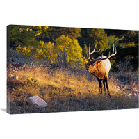 Early Morning Light-Canvas Art-36"x24.12"