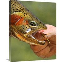 A Trout in the Hand-Canvas Art-23.1"x30"