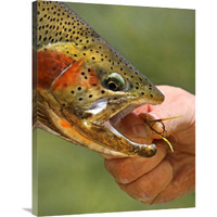 A Trout in the Hand-Canvas Art-27.72"x36"