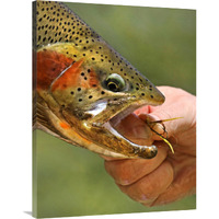 A Trout in the Hand-Canvas Art-30.8&quotx40"