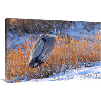 Heron in Winter I-Canvas Art-36"x24.12"