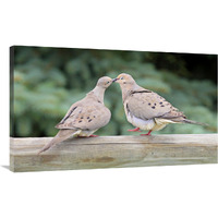 The Love Birds-Canvas Art-40&quotx24"