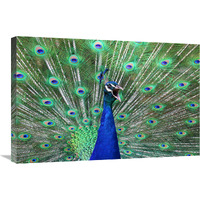 Peacock-Canvas Art-30"x20.1"