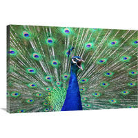 Peacock-Canvas Art-36"x24.12"