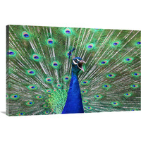 Peacock-Canvas Art-40"x26.8"