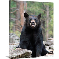 Resting Bear-Canvas Art-23.1"x30"