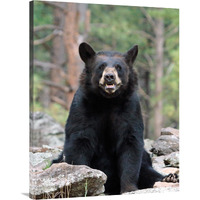 Resting Bear-Canvas Art-30.8"x40"