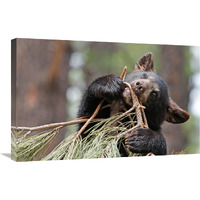 Teething Bear Cub-Canvas Art-30"x19.5"