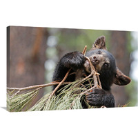 Teething Bear Cub-Canvas Art-36"x23.4"