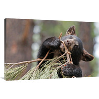 Teething Bear Cub-Canvas Art-40"x26"