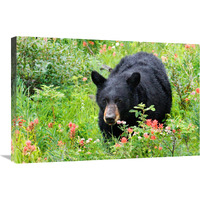 Wildflower Bear-Canvas Art-30"x20.1"