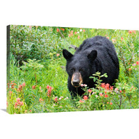 Wildflower Bear-Canvas Art-36&quotx24.12"