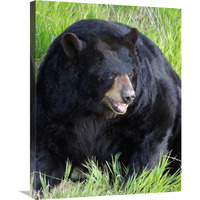 Big Daddy Bear-Canvas Art-23.1"x30"