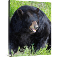 Big Daddy Bear-Canvas Art-27.72"x36"