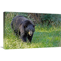 Black bear in Spring-Canvas Art-30"x19.5"