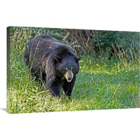 Black bear in Spring-Canvas Art-36&quotx23.4"