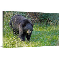 Black bear in Spring-Canvas Art-40&quotx26"