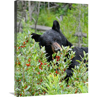 Tasting the Berries-Canvas Art-23.4"x30"