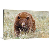 Cinnamon Bear-Canvas Art-30"x19.5"