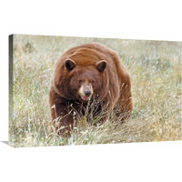 Cinnamon Bear-Canvas Art-36"x23.4"