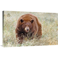 Cinnamon Bear-Canvas Art-40"x26"