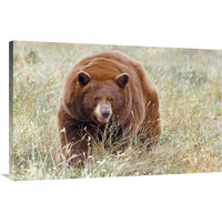 Cinnamon Bear-Canvas Art-44"x28.6"