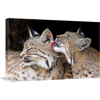 Bobcat Love-Canvas Art-30&quotx20.1"