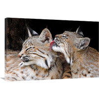 Bobcat Love-Canvas Art-36"x24.12"