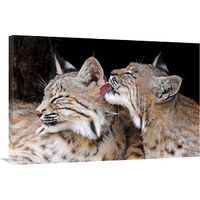 Bobcat Love-Canvas Art-40&quotx26.8"