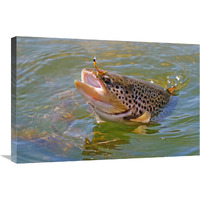 Brown Trout-Canvas Art-30"x20.1"