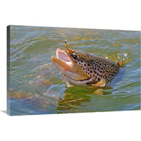 Brown Trout-Canvas Art-36"x24.12"