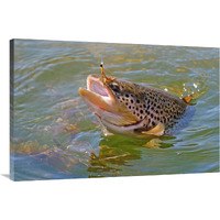 Brown Trout-Canvas Art-40"x26.8"