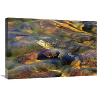 Brown Trout Surfacing-Canvas Art-30&quotx20.1"