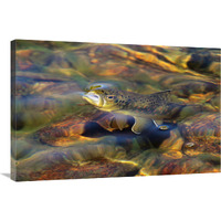 Brown Trout Surfacing-Canvas Art-36"x24.12"