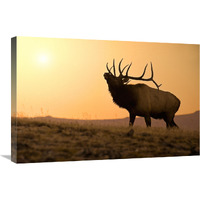 Bull Elk at Sunset-Canvas Art-30"x20.1"