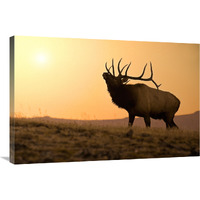 Bull Elk at Sunset-Canvas Art-36"x24.12"