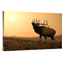 Bull Elk at Sunset-Canvas Art-40"x26.8"