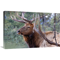 Majestic Elk-Canvas Art-30"x20.1"