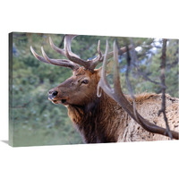 Majestic Elk-Canvas Art-36&quotx24.12"