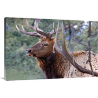 Majestic Elk-Canvas Art-40"x26.8"