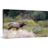 Bull Elk on Watch-Canvas Art-30&quotx19.5"