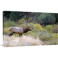 Bull Elk on Watch-Canvas Art-36"x23.4"