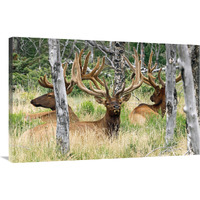 Evening Rest-Canvas Art-40"x26"