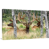 Evening Rest-Canvas Art-44&quotx28.6"