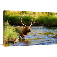 Bull Elk in the Stream-Canvas Art-30"x20.1"