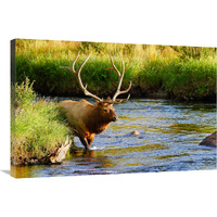 Bull Elk in the Stream-Canvas Art-36"x24.12"