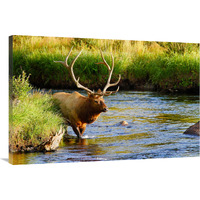 Bull Elk in the Stream-Canvas Art-40"x26.8"